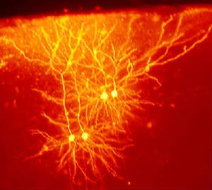 Image of cortex neuron activity