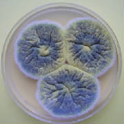 NanoWorld/FungiAgar.jpg