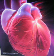 El Corazon Humano