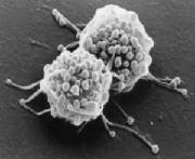 Nano world spores