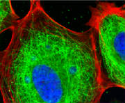Life's Cytoskeleton cover