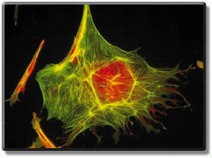 Click - Unseen Nano World cytoskeleton