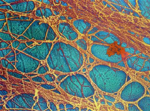 Nano World cytoskeleton