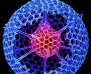Nano World - Diatom Silicon Lifestructure