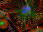 El ADN en Azul en la flor de un trabecular