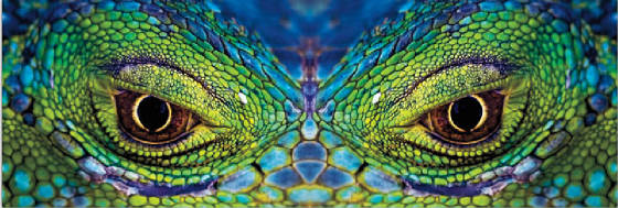 Ojos Dino