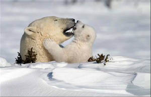 Emerge from Hibernation