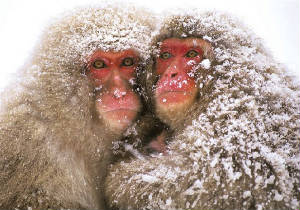 Click - You must be close and warm, three makes a family