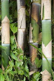 Bamboo propagates by an enormous root system just like bananas.
