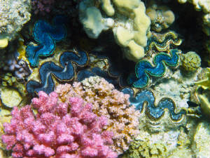 The creature's mantle tissues act as a habitat for the symbiotic single-celled algae from which it gets its nutrition. By day, the clam opens its shell and extends its mantle tissue so that the algae receive the sunlight they need to photosynthesize.