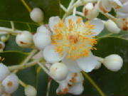 Click for Large Calophyllum inophyllum