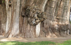 Trunk of the "El Arbol deTule en Mexico"