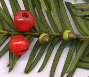 shoot with mature and immature cones