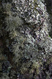 lichens is that they are poikilohydric they can tolerate irregular and extended periods of severe desiccation.