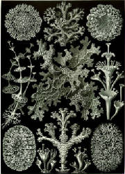 Lichens Family