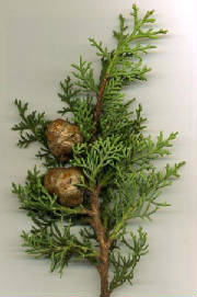 Click - Cypress can grow to two thousand yrs.