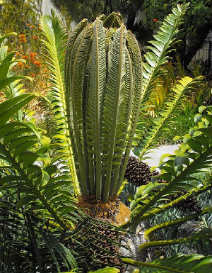 African Rainqueen Encephalartos transvenosus