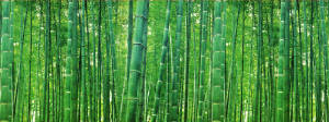 Bamboo propagates by an enormous root system. They form immense impenetrable jungles