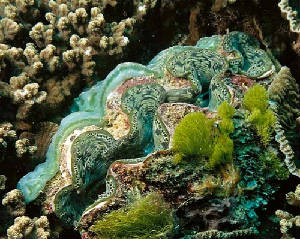 By day, the clam opens its shell and extends its mantle tissue so that the algae receive the sunlight they need to photosynthesize.