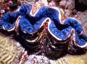 In exchange they offer these algae a safe home and good access to sunlight to provide for their photosynthesis needs, basking during the day with their shells open to the light and their multi-colored mantles exposed.