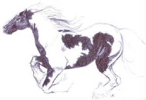 Oupa Klaasie se Droomperd  tekening