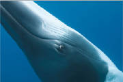 Recycling/WhaleEye.jpg