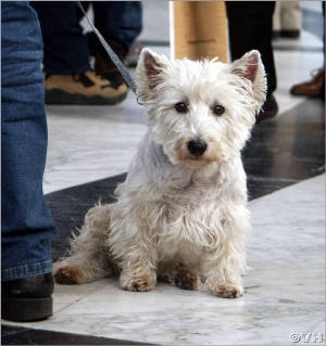Rufus/image019.jpg