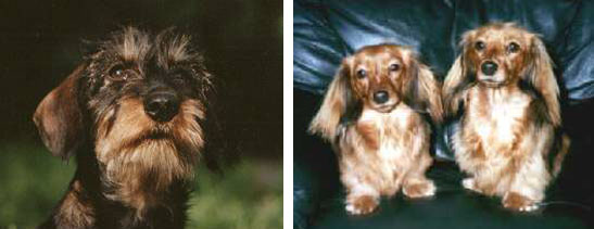 Rufus/image028-1.jpg
