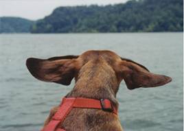 Rufus/image115.jpg