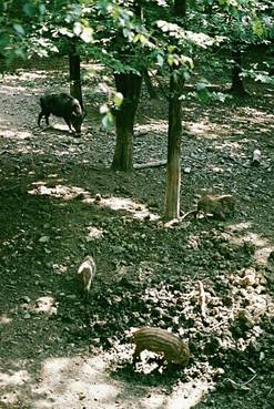 Rufus/image125.jpg