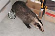 Rufus/image128.jpg