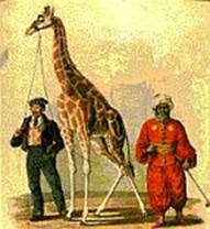 Rufus/image156.jpg