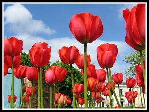 Red Tulipanes against a blue sky
