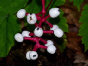 Seeds called dolls eye