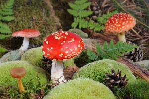 Amanita Muscaria