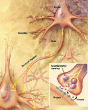 Chemical synapse schema