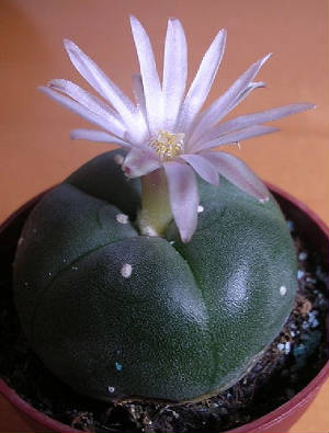Flowering peyote