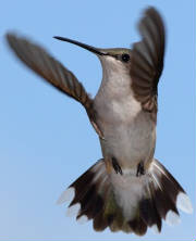 Humming bird inspection