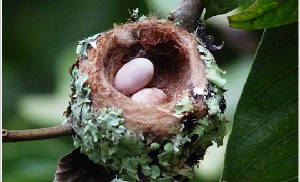 Hummingbird nest - for the size of the bird these egs are enormous even by weight.
