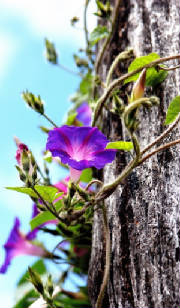 Everyday is a new Morning glory