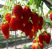Ripe strawberries - Alive and well on planet earth.