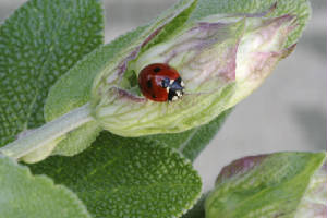 Salvia divinorum