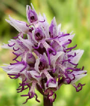 Simea europeo