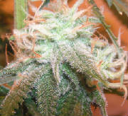 Substance Canibus Trichomes