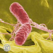 Salmonella Can kill you