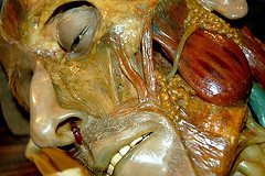 Rostro humana