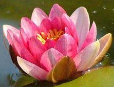 Pink Lotus in muddied water