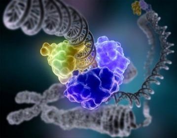 Click por GRANDE - Doble hélice naciente con el código para la producción de proteína