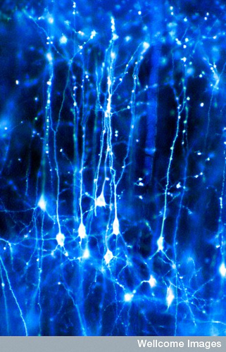Actividad electrica de nueronas en el cerebro