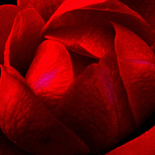 Red Rose of LIFE
